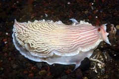 Dermatobranchus rubidus