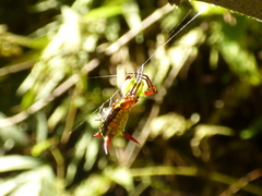 Micrathena guerini