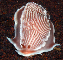 Dermatobranchus rubidus