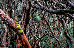 Polylepis reticulata