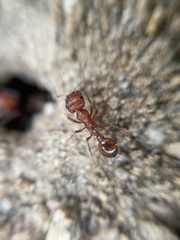 Pogonomyrmex californicus