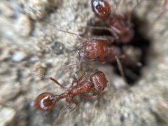 Pogonomyrmex californicus