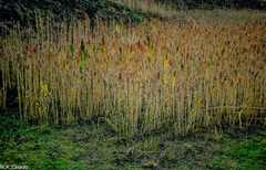 Chenopodium quinoa