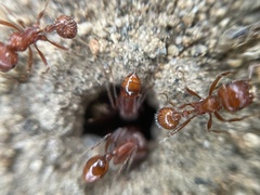 Pogonomyrmex californicus