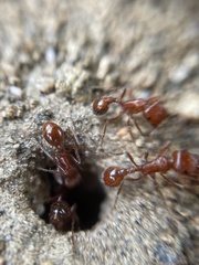 Pogonomyrmex californicus