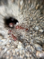 Pogonomyrmex californicus