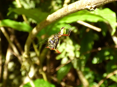 Micrathena guerini