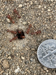 Pogonomyrmex californicus