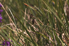 Carex limosa