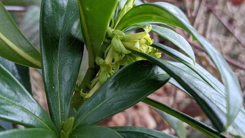 Daphne laureola