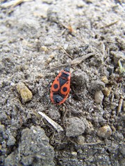 Pyrrhocoris apterus