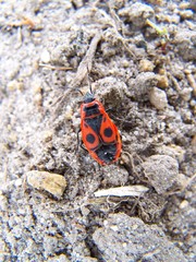 Pyrrhocoris apterus