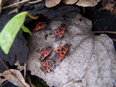 Pyrrhocoris apterus