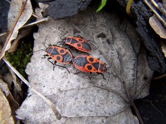 Pyrrhocoris apterus