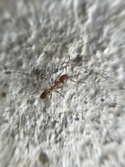 Linepithema humile
