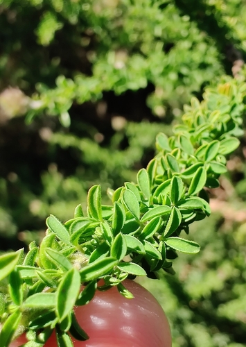 Image of Adenocarpus foliolosus by no rights reserved