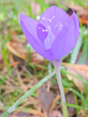Crocus banaticus
