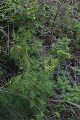 Arracacia tolucensis multifida