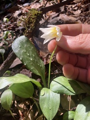 Erythronium multiscapideum