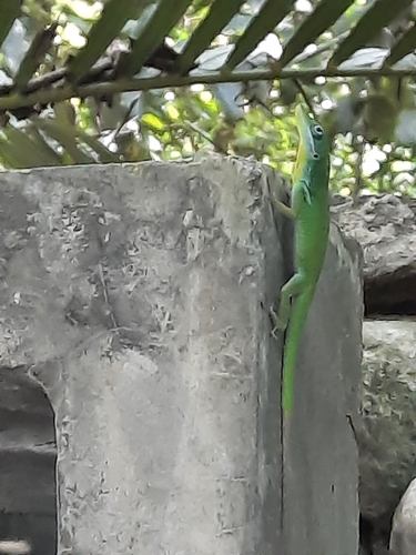 Barahona Green Anole, Anolis viridius