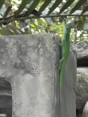 Anolis viridius