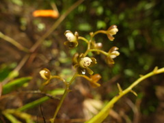 Epidendrum mancum