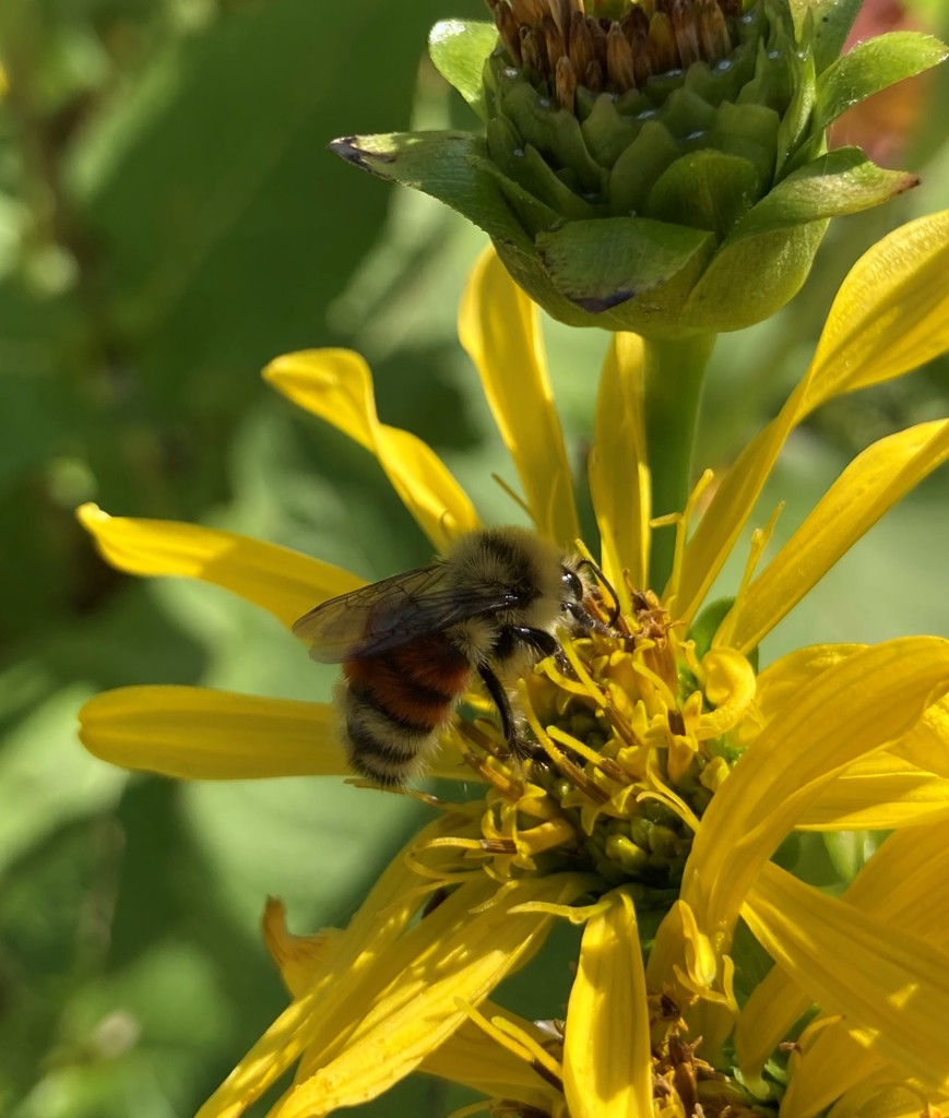 Hunt's Bumble Bee from Douglasdale, Calgary, AB T2Z, Canada on ...