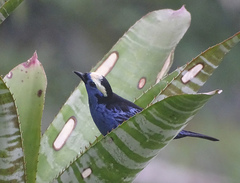 Tangara callophrys