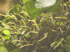 Pleurothallis antennifera