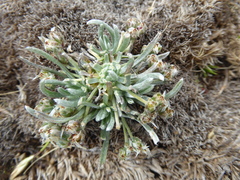 Plantago sericea