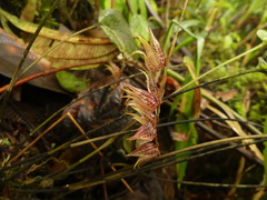 Pleurothallis bicruris