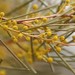 Broom Wattle - Photo (c) Arthur Chapman, some rights reserved (CC BY-NC-SA), uploaded by Arthur Chapman