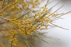Acacia calamifolia