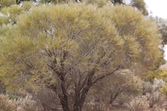 Acacia calamifolia