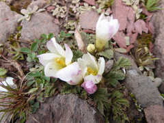 Acaulimalva engleriana