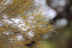 Acacia calamifolia