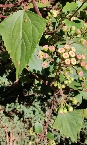 Ageratina adenophora image