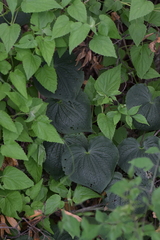 Dioscorea galeottiana