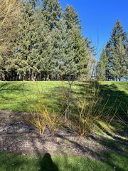 Salix × fragilis vitellina