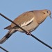 White-winged Dove - Photo (c) Jorge A. Pérez Torres, some rights reserved (CC BY-NC), uploaded by Jorge A. Pérez Torres