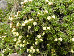 Baccharis tricuneata