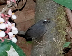 Scytalopus sanctaemartae