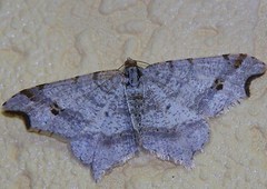 Macaria alternata