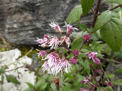Ageratina pentlandiana