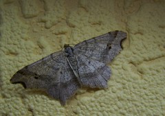 Macaria alternata