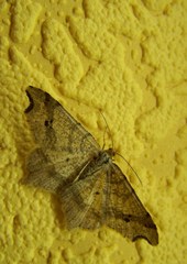 Macaria alternata