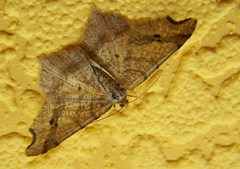 Macaria alternata