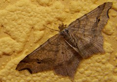 Macaria alternata