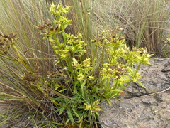 Halenia umbellata