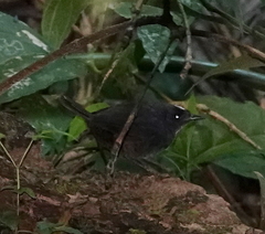 Scytalopus sanctaemartae
